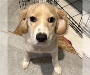 Cocker Spaniel-Unknown Mix Dogs for adoption in San Antonio, TX, USA