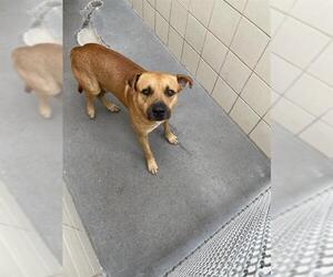 Black Mouth Cur-Unknown Mix Dogs for adoption in Corpus Christi, TX, USA