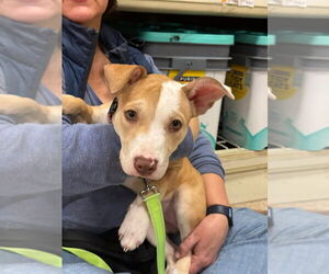Mutt Dogs for adoption in Wenonah, NJ, USA