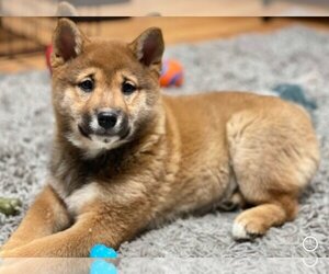 Shiba Inu Dogs for adoption in Mount Laurel, NJ, USA