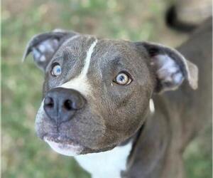 American Pit Bull Terrier-Unknown Mix Dogs for adoption in Tulsa, OK, USA