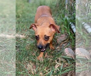 Chihuahua Dogs for adoption in Wheaton, IL, USA