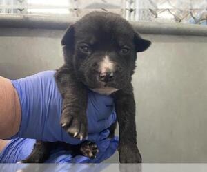 Mutt Dogs for adoption in HESPERIA, CA, USA