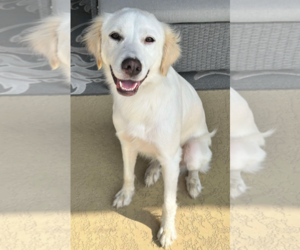 Great Pyrenees-Unknown Mix Dogs for adoption in Dallas, TX, USA