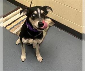 Siberian Husky-Unknown Mix Dogs for adoption in Denver, CO, USA