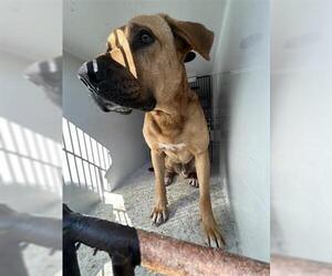 Mutt Dogs for adoption in Houston, TX, USA