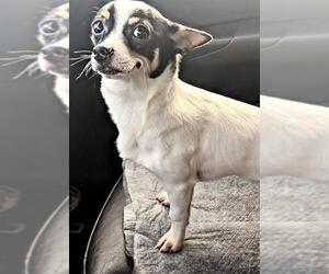 Rat-Cha Dogs for adoption in Arlington, VA, USA