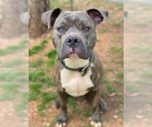 Staffordshire Bull Terrier Dogs for adoption in Rocky Mount, VA, USA