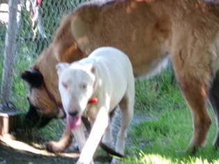 Bull Terrier Dogs for adoption in Yakima, WA, USA