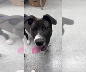 American Bulldog-Unknown Mix Dogs for adoption in Pasadena, TX, USA