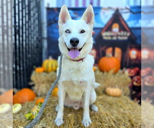 Medium Photo #2 Siberian Husky Puppy For Sale in Long Beach, CA, USA