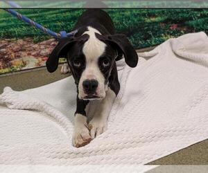 Boxer-Unknown Mix Dogs for adoption in Moreno Valley, CA, USA