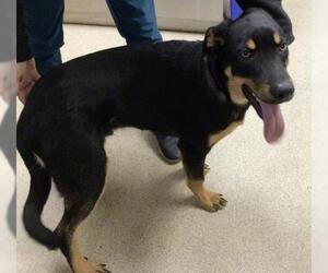 German Shepherd Dog-Unknown Mix Dogs for adoption in Riverside, CA, USA