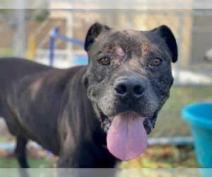 Rottweiler-American Pit Bull Terrier Dogs for adoption in Downey, CA, USA