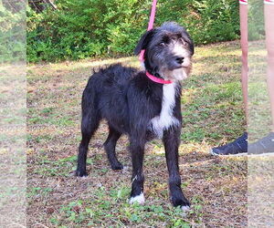Mutt Dogs for adoption in Wetumpka, AL, USA