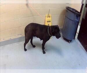 Labrador Retriever-Unknown Mix Dogs for adoption in Tulsa, OK, USA
