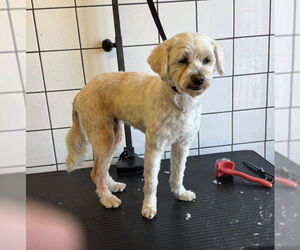 Mutt Dogs for adoption in Downey, CA, USA