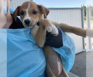 German Shepherd Dog-Unknown Mix Dogs for adoption in Fremont, CA, USA