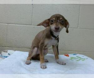 Chihuahua-Unknown Mix Dogs for adoption in Downey, CA, USA