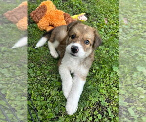 Australian Shepherd-Unknown Mix Dogs for adoption in Andover, MN, USA