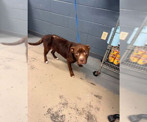 Boxer-Unknown Mix Dogs for adoption in Tallahassee, FL, USA