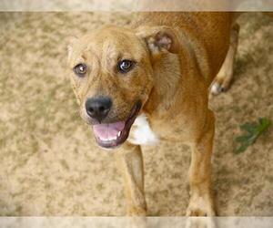 American Staffordshire Terrier-Labrador Retriever Mix Dogs for adoption in Tallahassee, FL, USA