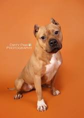 Staffordshire Bull Terrier-Unknown Mix Dogs for adoption in Alexandria, VA, USA
