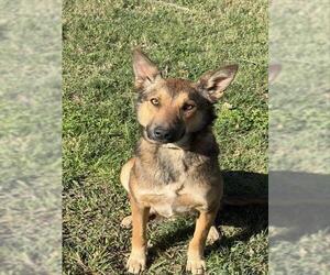German Shepherd Dog Dogs for adoption in Riverside, CA, USA