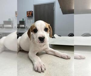 American Pit Bull Terrier-Basset Hound Mix Dogs for adoption in Baytown, TX, USA