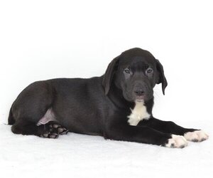 Labrador Retriever-Unknown Mix Dogs for adoption in Oroville, CA, USA