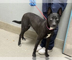 Siberian Husky-Unknown Mix Dogs for adoption in Las Vegas, NV, USA