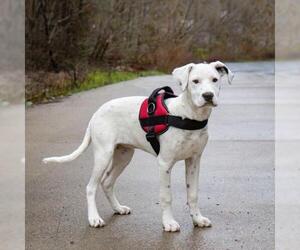 Dalmatian Dogs for adoption in Menifee, CA, USA