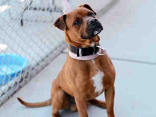 Boxer Dogs for adoption in Modesto, CA, USA