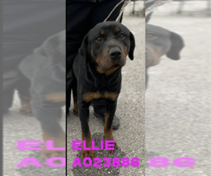 Rottweiler Dogs for adoption in Hillsboro, NH, USA