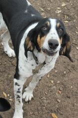 Treeing Walker Coonhound Dogs for adoption in PIPE CREEK, TX, USA