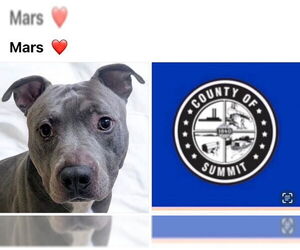 American Staffordshire Terrier-Unknown Mix Dogs for adoption in Akron, OH, USA
