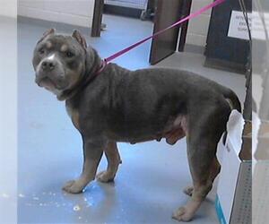 American Pit Bull Terrier Dogs for adoption in Fayetteville, NC, USA