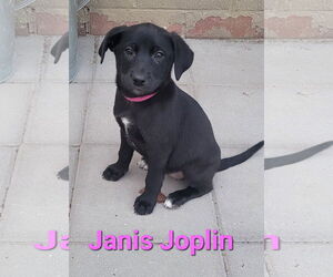 Golden Retriever-Unknown Mix Dogs for adoption in Des Moines, IA, USA