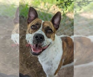 Mutt Dogs for adoption in Anniston, AL, USA