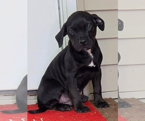 Labrador Retriever-Unknown Mix Dogs for adoption in SHERBURNE, NY, USA