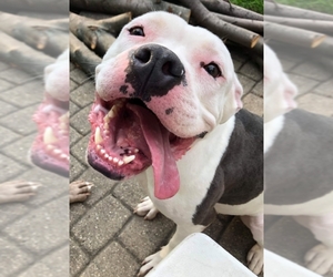 American Bulldog-Unknown Mix Dogs for adoption in aurora, IL, USA