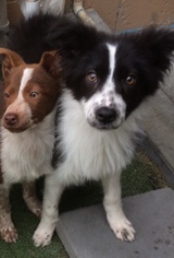 Australian Shepherd Dogs for adoption in Newport Beach, CA, USA