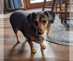 Dachshund-Unknown Mix Dogs for adoption in Des Moines, IA, USA