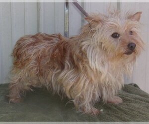 Norwich Terrier Dogs for adoption in Mountain View, MO, USA