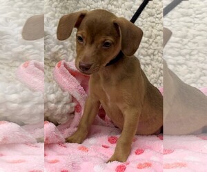 Chiweenie Dogs for adoption in Meridian, MS, USA