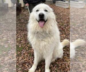 Maremma Sheepdog Dogs for adoption in Chestertown, MD, USA