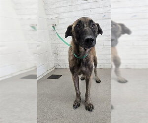 Mutt Dogs for adoption in San Bernardino, CA, USA