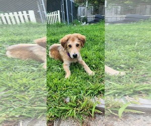 Mutt Dogs for adoption in pomfret, CT, USA