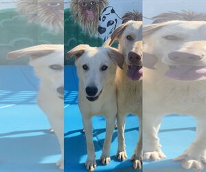 Labrador Retriever Dogs for adoption in Newport Beach, CA, USA