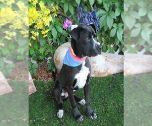 American Staffordshire Terrier-Unknown Mix Dogs for adoption in Oklahoma City, OK, USA
